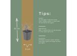 Thymus Vulgaris Timo Da Giardino – 12 Piante – Ø9Cm – Altezza 10-25Cm – Erba Aromatica Resistente Al Freddo – Aromatica – Adatta Alle Api Per Giardini Di Erbe Aromatiche, Aiuole E Balconi