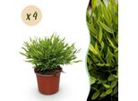 Bambù Pogonatherum Monica – Pianta Da Appartamento – Verde – Set Di 4 Piante – 12 Cm – Altezza 30–35 Cm – Pianta Verde Adatta Agli Animali Domestici E Di Facile Manutenzione
