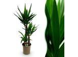 Yucca Elephantipes – 100 Cm – 21 Cm – Yucca Facile Da Curare Con Foglie Lunghe E Appuntite – Pianta Da Appartamento Robusta E Purificatrice Dell'aria Per Ambienti Moderni E Classici