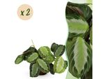 Maranta Fascinator Silverband – 2 Piante Da Appartamento – Ø12 Cm, Altezza 30–35 Cm – Maranta Con Foglie Argentate – Pianta Da Appartamento Adatta Agli Animali Domestici