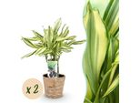 Dracaena Fragrans Diamond Dream – Dracaena – 2 Piante – 50–55 Cm – 17 Cm – Fogliame Colorato E Facile Da Curare – Pianta Da Appartamento Con Cesto Incluso Per Interni Moderni E Classici
