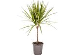Dracaena Marginata Sunray - Albero Del Drago - Pianta Da Appartamento - Ø17 Cm - ↕60-80 Cm - Foglie Verdi E Gialle, Facile Da Curare