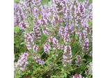 Thymus Vulgaris Timo Da Giardino – 48 Piante – Ø9Cm – Altezza 10-25Cm – Erba Aromatica Resistente Al Freddo – Aromatica E Amica Delle Api Per Giardini Di Erbe Aromatiche, Aiuole E Giardini Rocciosi