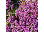 Timo Thymus Praecox Coccineus Coprisuolo – 6 Piante – Ø9Cm – Altezza 10-25Cm – Timo Tappezzante Con Fiori Rosa-Rossi – Resistente Al Freddo – Per Giardini Rocciosi E Aiuole