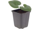 Asarum Europaeum – 60 Piante Asarum – 10-25 Cm – Ø 9 Cm – Piante Tappezzanti Sempreverdi Per Ombra – Piante Da Giardino Resistenti Al Freddo Per Sottobosco