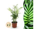 Chamaedorea Elegans – Set Di 2 Piante – Ø12 Cm, Altezza 35-40 Cm – Palma Dorata Con Foglie Sottili – Pianta Da Appartamento Che Purifica L'aria E Adatta Agli Animali Domestici