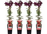 Clematis Niobe - 4 Piante - Rampicante Resistente Con Fiori Rosso Vivo - Vaso Da 15 Cm - Altezza Circa 65 Cm - Fioritura Da Maggio A Settembre - Perfetto Per Giardino, Pergola E Recinzione