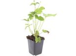 Anemone Hyb. 'Honorine Jobert' – 48 Piante – ↕10-25 Cm – Ø9 Cm – Anemone Autunnale Piante Perenni – Fiori Bianchi Fine Estate/Autunno – Soleggiato E Semiombreggiato – Facile Da Curare