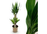 Yucca Elephantipes – 75 Cm – 17 Cm – Yucca Facile Da Curare Con Foglie Strette E Verdi – Pianta Da Appartamento Robusta E Purificatrice Dell'aria Per Interni Moderni