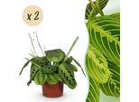 Maranta Fascinator Lemon Lime – 2 Piante – Ø12 Cm Altezza 30–35 Cm – Maranta Con Venature Gialle Sulle Foglie – Pianta Da Appartamento Adatta Agli Animali Domestici