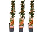 Pungitopo Pyracantha 'Soleil D'or' - 3 Piante - Ø15Cm - Altezza 65Cm - Arbusto Sempreverde E Spinoso - Paradiso Per Gli Uccelli E Schermo Per La Privacy