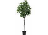 Pianta Artificiale Magnolia 190 Cm – Grande Magnolia Decorativa – Pianta Da Interno Che Non Richiede Cure, Ideale Per Soggiorno, Ufficio E Reception