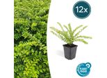 Lonicera Nitida 'MaigrüN' – ↕10-25 Cm – Ø9 Cm – 12 Piante – Siepe Sempreverde E Pianta Ornamentale – Sole E Ombra – Facile Da Curare