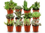 Mix Di Mini Piante Grasse – 12 Piante – Ø 5,5 Cm – Altezza 5–10 Cm – Piante Da Appartamento Facili Da Curare – Piccole Piante Grasse Per Decorare Vasi, Davanzali E Uffici