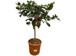 Arancio Citrus Calamondin – Pianta Di Agrumi Ø22Cm – Altezza Circa 80Cm – Fiori Profumati E Frutti Commestibili – Pianta Da Appartamento E Da Balcone