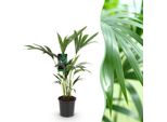 Howea Forsteriana – Palma Kentia – 70–75 Cm – 17 Cm – Palma Da Interno Facile Da Curare Con Eleganti Fronde – Pianta Tropicale Che Purifica L'aria, Ideale Per Interni Moderni
