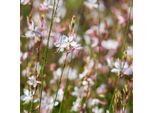 Gaura Lindheimeri Whirling Butterflies – 48 Piante – Ø9Cm – Altezza 10-25Cm – Candela Splendida Con Fiori Bianchi – Pianta Perenne Di Facile Manutenzione – Per Aiuole, Giardini Di Prateria E Vasi