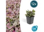 Ajuga Reptans 'Burgundy Glow' – ↕10-25 Cm – Ø9 Cm – 12 Piante – Coprisuolo Mellifilo – Resistente Al Freddo E Facile Da Curare
