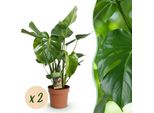 Monstera Deliciosa Pianta Da Appartamento – 2 Piante 17 Cm – Altezza Circa 50–55 Cm – Pianta Tropicale Di Facile Manutenzione Con Foglie Grandi Per Soggiorno E Ufficio
