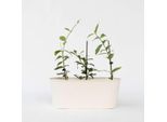 Gelsomino Stellato – Set Da 6 Trachelospermum Jasminoides – Pianta Rampicante Sempreverde Con Profumati Fiori Rosa – Gelsomino Profumato Mediterraneo Per Giardino, Balcone E Terrazza – Altezza 25–40 Cm – Ø 9 Cm