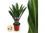 Cycas Revoluta – Felce Palma – 2 Piante – 45 Cm – 14 Cm – Pianta Da Appartamento Facile Da Curare Con Foglie Pennate – Elemento Decorativo Esotico Per Interni Moderni E Classici