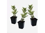 Corbezzolo Occidentale – 3 Piante – Arbutus Unedo – Altezza 25-40 Cm – ⌀9 Cm – Pianta Ornamentale Sempreverde Con Fiori Bianchi E Frutti Rossi – Arbusto Ornamentale Mediterraneo Per Giardino, Terrazza E Vaso