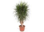 Dracaena Marginata Xxl 190 Cm Ø40-45 Cm – Dracaena Marginata Pianta Da Interno Pianta Di Grandi Dimensioni – Pianta Verde Di Facile Manutenzione Per Soggiorno, Ufficio E Giardino D'inverno