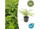 Lonicera Nit. 'MaigrüN' – 6 Piante – Pianta Da Giardino Versatile – ↕10-25 Cm – Ø9 Cm – Facile Da Curare E Tollerante Alla Potatura