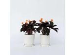 Calathea Korbmarante – 2 Piante – Calathea Crocata 'Tassmania' – Pianta Da Appartamento Con Fiori Arancioni – "Fiamma Eterna"" – Purificante Dell'aria E Non Tossica – Facile Da Curare E Decorativa – Altezza 40-50 Cm – Ø 14 Cm"