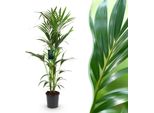 Howea Forsteriana – Palma Kentia – 140–150 Cm – ø24 Cm – Palma Da Interno Facile Da Curare Con Foglie Pennate – Pianta Tropicale Verde Per Interni – Specie Di Palma Robusta Che Purifica L'aria