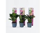 Ortensia Hydrangea – Set Da 6 Hydrangea Macrophylla 'Red Bull' – Ortensia A Piatto Con Infiorescenze Rosa Brillante – Fioritura Prolungata Da Giugno A Settembre – Resistente Al Freddo E Facile Da Curare – Altezza 25–40 Cm – Ø 9 Cm