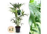 Howea Forsteriana – Palma Kentia – 2 Piante – 80–85 Cm – 19 Cm – Palme Da Interno Facili Da Curare Con Foglie Eleganti – Piante Verdi Tropicali Che Purificano L'aria Per Interni Moderni