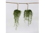 Pianta Di Piselli – Set Da 2 Senecio Rowleyanus – Pianta Rampicante "Collana Di Perle"" – Pianta Succulenta Con Foglie Sferiche – Facile Da Curare E Decorativa – Per Soggiorni E Scaffali – Altezza 10-20 Cm – Ø 12 Cm"