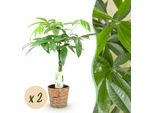 Pachira Aquatica Tronco Intrecciato – Castagno Della Fortuna – 2 Piante In Cesto – Altezza Circa 60-70 Cm – Pianta Da Appartamento Facile Da Curare – Verde – Ideale Per Soggiorno E Ufficio