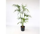Palma Kentia – Howea Forsteriana – Esclusiva Palma Da Interno Con Eleganti Fronde Verde Scuro – Facile Da Curare E Purificante Dell'aria – Per Soggiorno, Ufficio E Giardino D'inverno – Altezza 150–170 Cm – Ø 24 Cm