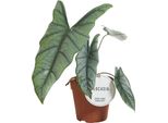 Alocasia Heterophylla - Pianta D'appartamento A Orecchio Di Elefante Ø12Cm ↕25Cm - Pianta Tropicale A Foglia Di Freccia Con Foglie Blu-Verdi - Un Richiamo Esotico Per Interni Luminosi