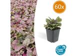 Ajuga Reptans 'Burgundy Glow' – ↕10-25 Cm – Ø9 Cm – 60 Piante – Coprisuolo Sempreverde E Facile Da Curare – Adatto Alle Api E Resistente Al Freddo