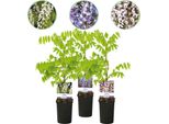 Wisteria Floribunda Tricolour - Blu, Rosa E Bianco - 3 Piante - 11 Cm X H40 Cm - Pianta Profumata E Rampicante - Per Pergole, Recinzioni E Pareti