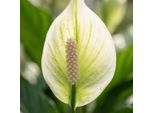 Spathiphyllum Einblatt – 2 Piante – Ø12 Cm – Altezza 35–40 Cm – Pianta Da Appartamento Che Purifica L'aria – Fiori Bianchi – Ideale Per La Casa E L'ufficio