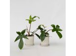 Philodendron Baumfreund – Set Di 2 Philodendron 'Florida Green' – Pianta Tropicale Da Appartamento Con Steli Rossi E Foglie Divise – Purificante Dell'aria E Facile Da Curare – Per Soggiorno E Ufficio – Altezza 20-30 Cm – Ø 12 Cm
