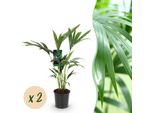 Howea Forsteriana – Palma Kentia – 2 Piante – 70–75 Cm – 17 Cm – Palme Da Interno Facili Da Curare Con Eleganti Fronde – Piante Verdi Robuste Che Purificano L'aria Per Interni Eleganti