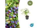 Ceratostigma Plumbaginoides – 6 Piante – ↕10-25 Cm – Ø9 Cm – Coprisuolo – Resistente Al Freddo E Facile Da Curare – Sole E Penombra