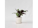 Ctenanthe Marante – Ctenanthe 'Amagris' – Pianta Tropicale Da Interno Con Foglie Grigio-Argento E Lato Inferiore Viola – Purificante Dell'aria E Facile Da Curare – Per Interni Luminosi E Uffici – Altezza 20-30 Cm – Ø 12 Cm