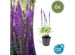 Salvia Fiorita – Salvia Nemorosa 'Ostfriesland' – ↕10-25 Cm – Ø9 Cm – 6 Piante – Fiori Viola – Pianta Perenne Di Facile Manutenzione – Posizione Soleggiata