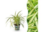 Liliaceae Chlorophytum Comosum Variegatum – Pianta Da Appartamento Variegata – Adatta Agli Animali Domestici 12 Cm – Altezza Circa 20 Cm – Pianta Purificatrice Dell'aria Di Facile Manutenzione