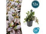 Ajuga Reptans – ↕10-25 Cm – Ø9 Cm – 12 Piante – Coprisuolo Fiorito Per Zone Semiombreggiate E Ombreggiate – Adatto Alle Api