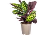 Basket Marant Calathea Roseopicta - Pianta D'appartamento - Ø17 Cm - Altezza 40-50 Cm - Fogliame Decorativo