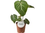 Philodendron Gloriosum Dark Form - Ø12Cm - ↕25Cm - Rara Pianta Da Collezione Con Foglie Vellutate Verde Scuro - Pianta D'appartamento Tropicale Per Interni Luminosi