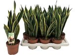 Sansevieria Laurentii Set Di 2 Piante – 30–40 Cm Pianta Da Appartamento – Pianta Verde Di Facile Manutenzione Per Soggiorno, Ufficio E Camera Da Letto – Purificatrice Dell'aria – Pianta Robusta Adatta Ai Principianti