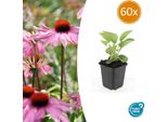 Echinacea Purpurea 'Magnus' – ↕10-25 Cm – Ø9 Cm – 60 Piante – Echinacea Purpurea – Amica Delle Api E Resistente Al Freddo – Aiuole E Tappeti Di Fiori Selvatici